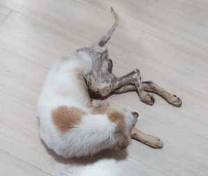 Tapete Higiênico pro Banzé