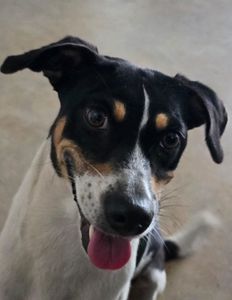 PATINHA DA BRANQUINHA 