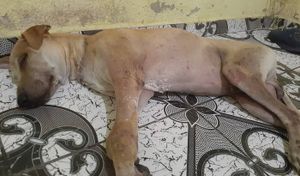 Ajude o Bingo a fazer sua cirurgia