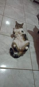 Campanha solidária de Megan 