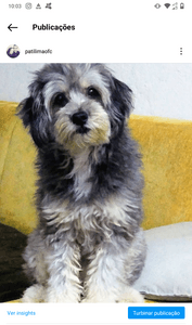 Viagem para o novo lar