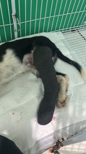 Ajuda para cirurgia do archie