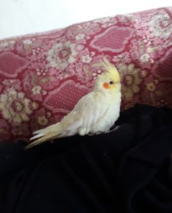 Ajuda para meu pássaro.