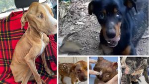 Nossos resgatados precisam da sua ajuda! 