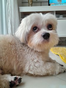 Ajude-nos a ajudá-lo a andar novamente.