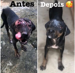 Reforma do lar, com objetivo de ser moradia digna para animais carentes até a adoção 