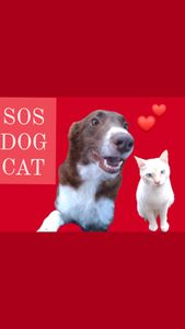 AJUDA PARA CUIDAR DE ANIMAIS COM NECESSIDADE 