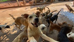 Campanha do bem - Abrigo dos Anjos