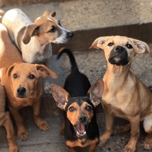 Apadrinhamento - Abrigo dos Animais Refugados