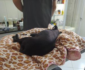 Ajude quem ajudou a Pretinha - cadela de rua