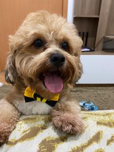 Tratamento do Caramelo