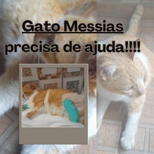 Ajude o gato Messias