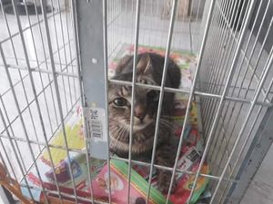 Ajuda na recuperação da Rajadinha