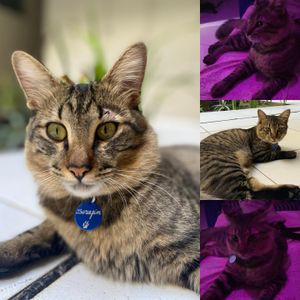 Vamos deixar Serafim seguro!