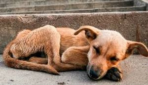 Salve os animais de rua