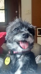 AJUDE A LUNINHA A SER OPERADA, POR FAVOR!