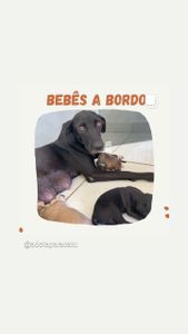 Ajude a Maria e seus filhotes!