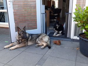 Operação de Resgate: Tara e TJ cães Ucranianos