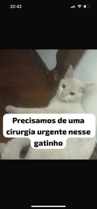 Ajude na cirurgia do meu gatinho!!!