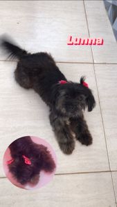 Ajude a Luna a Voltar a Pular de Alegria!