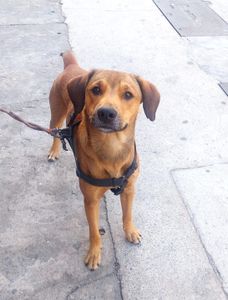 Renato e Bob em busca da Carroça de Reciclagem