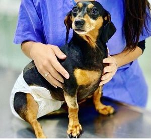 Reabilitação da Nega 