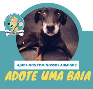 Adote uma Baia: ajude-nos a ampliar nossa capacidade de acolhimento no Adote um Focinho