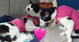 Ajude a Salvar Meggy