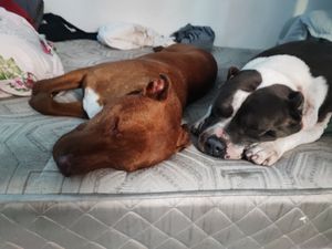 Cadela com câncer de mama