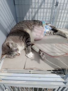 Ajuda para contas veterinária 