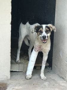 Campanha para cuidados e cirurgias do Rafael Porcaria