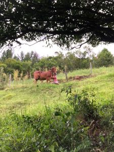 Ajude-nos a projetar um triciclo para pessoas com problemas de locomoção, a um custo baixo  