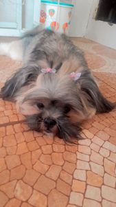 Ajude a Úrsula: Campanha para uma Cirurgia de Emergência 🐾