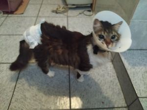 Ajude no tratamento do Bial!