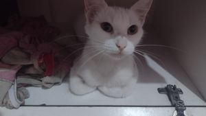 Ajuda para 6 gatinhos abandonados 