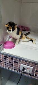 #AJUDEM A BABI, QUE FOI ATROPELADA!! 