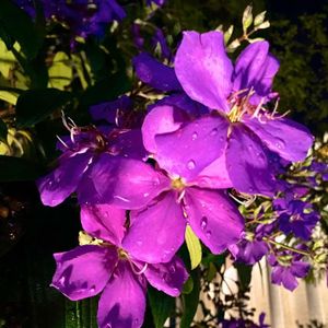 Ultrassom de mama e tireoide 