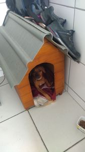 Huana precisa de cuidados 