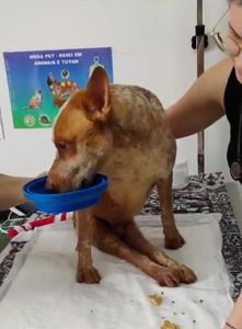 Ajude o Billy, cão vítima de maus tratos em Varginha-MG