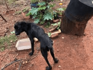 Ajude meu cachorro Jhon 