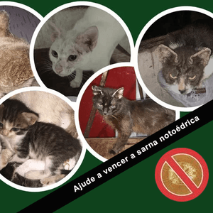 Gatos - Devolver a saúde desses gatinhos