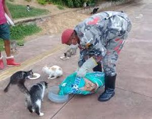 Campanha Zero fome cães e gatos de rua