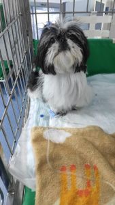 Sophia precisa de uma cirurgia de emergência.