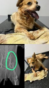 Ajude essa guerreira voltar a andar!