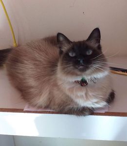 Menininha Contra a PIF