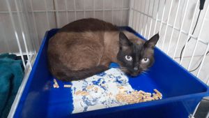 Ajude o NINO a vencer essa batalha 