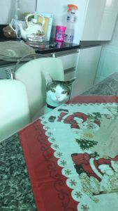 Ajude o gatinho Dolly