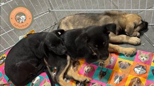 Salve o Cantinho dos Fofuchos: Ajude a Olga a salvar animais desabrigados 