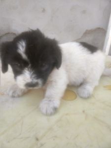 Campanha animais de barriga cheia 