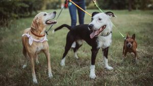Uma Futura Passeadora de Cães